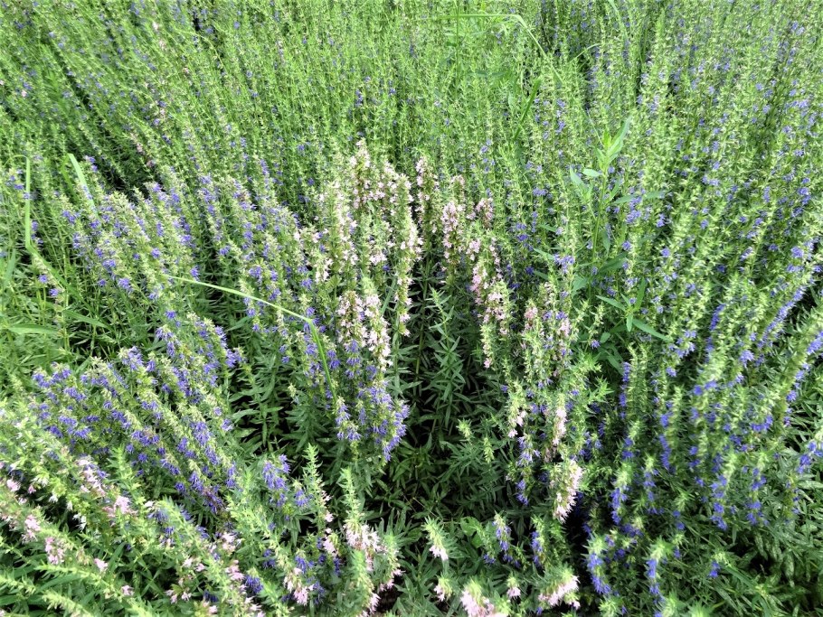 Шалфей лавандолистный