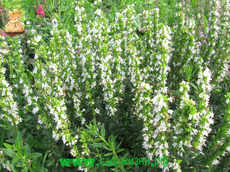 Иссоп шалфей