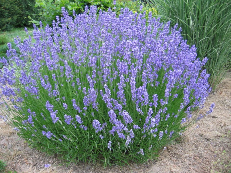 Лаванда узколистная lavandula angustifolia