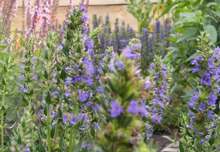 Иссоп лекарственный альба