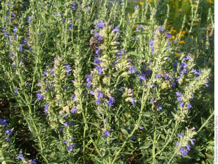 Иссоп лекарственный "caeruleus"