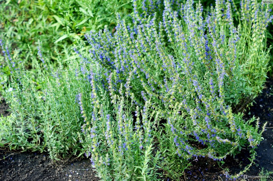 Иссоп лекарь