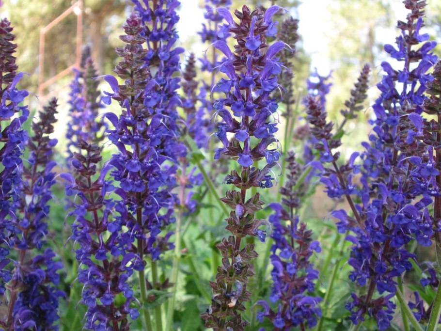 Иссоп шалфей