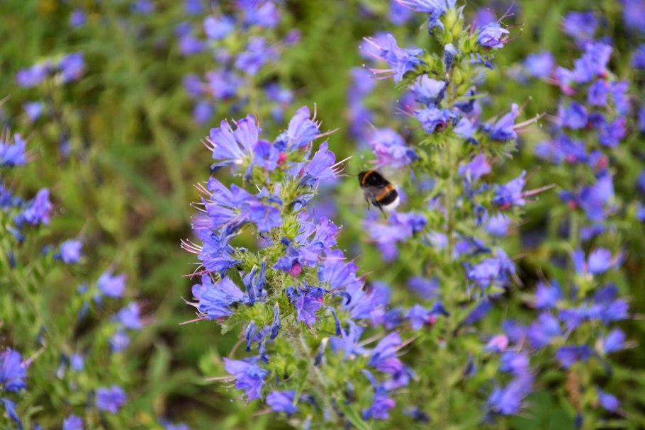 Иссоп Ветхий Завет