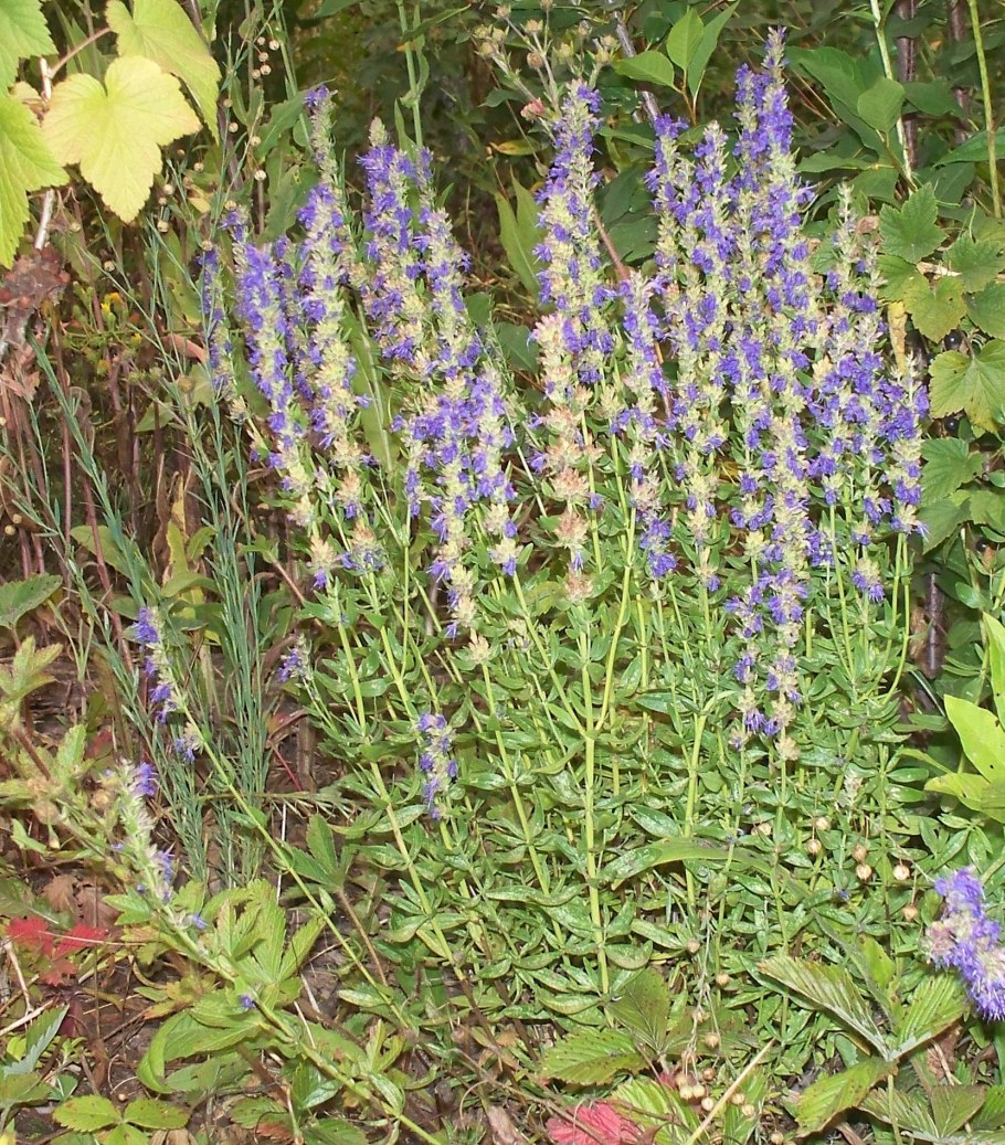 Иссоп лекарственный альба