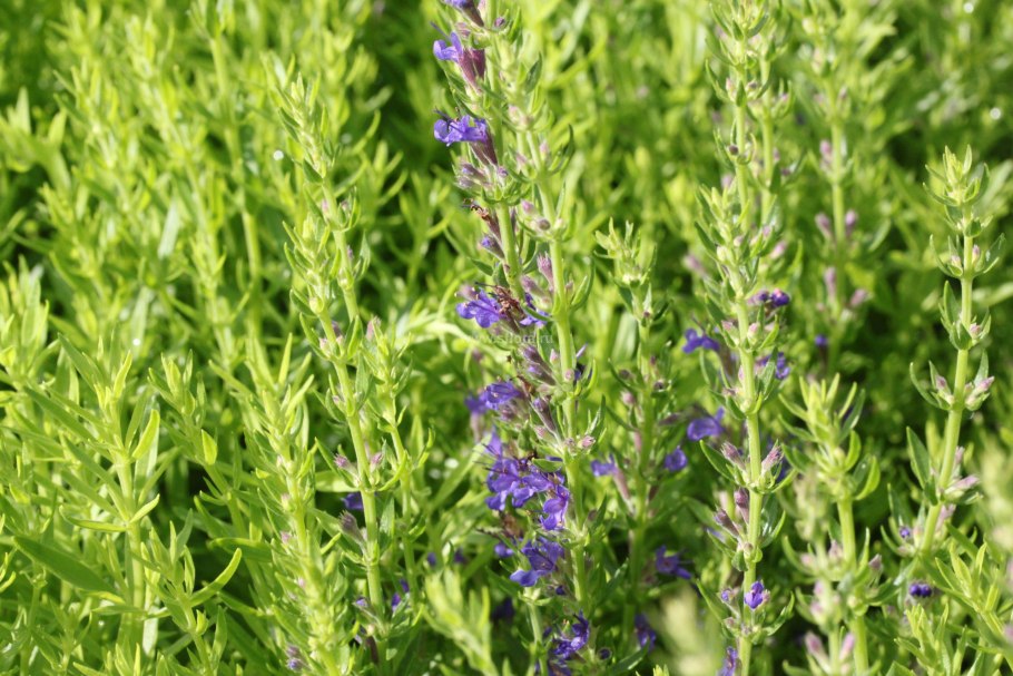 Иссоп каерулеус