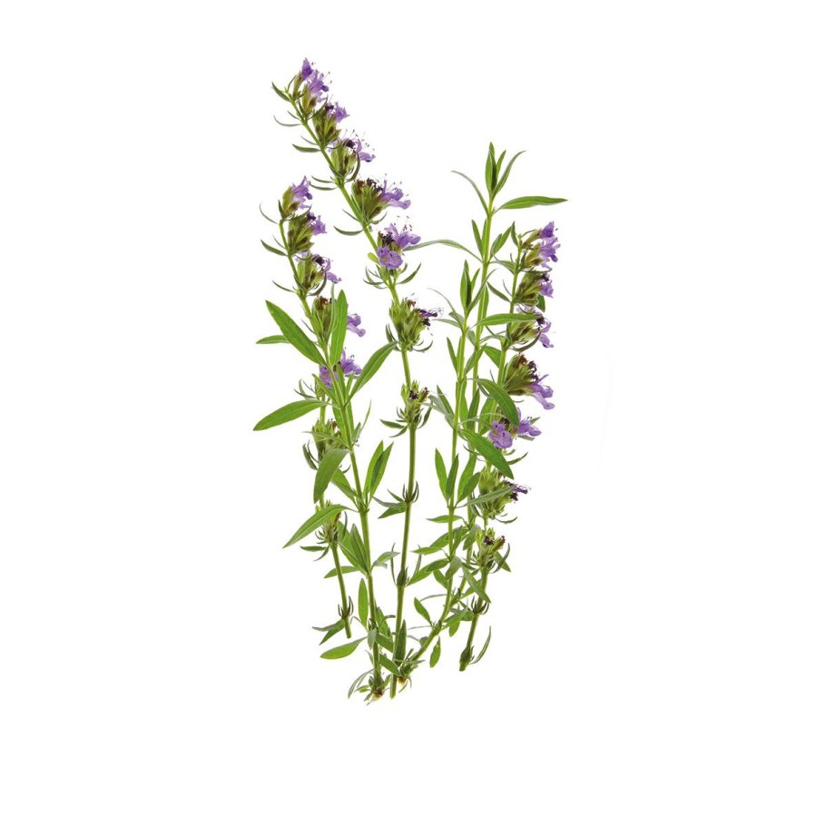 Иссоп лекарственный Ботаническая иллюстрация