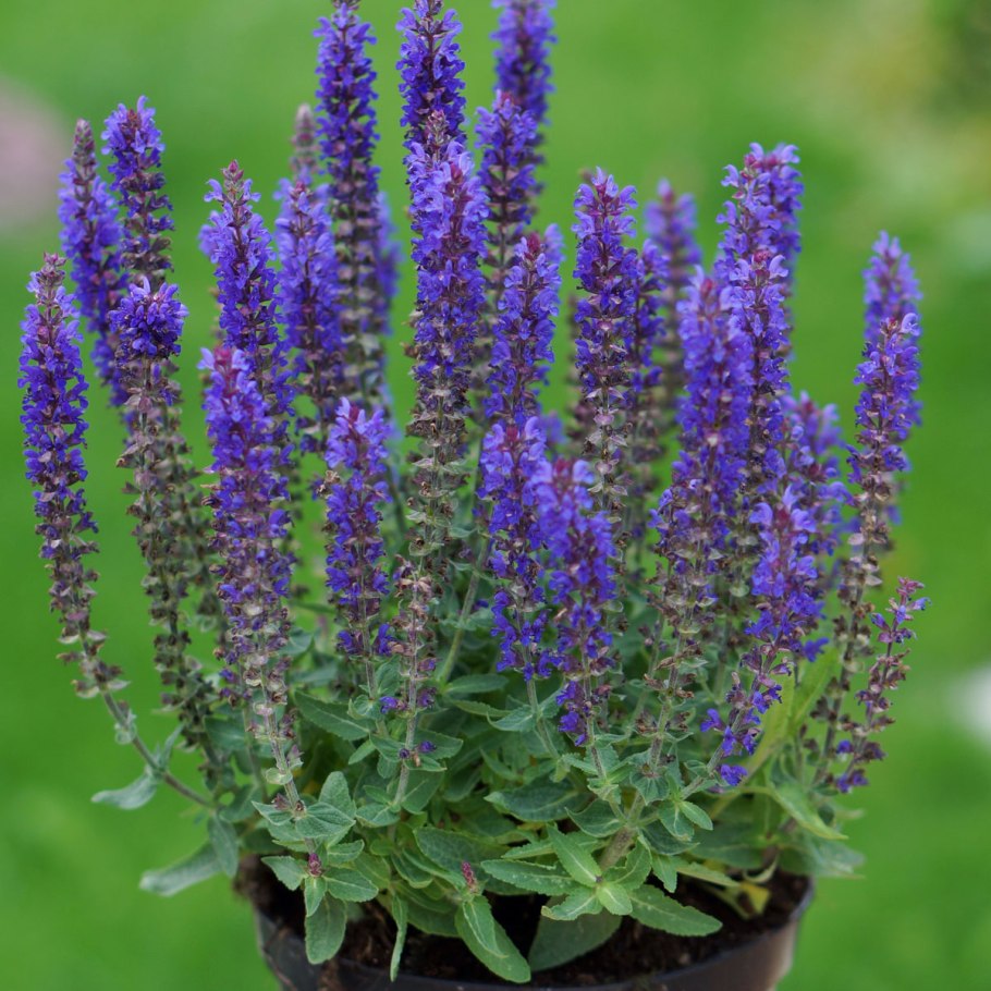 Шалфей дубравный salvia nemorosa
