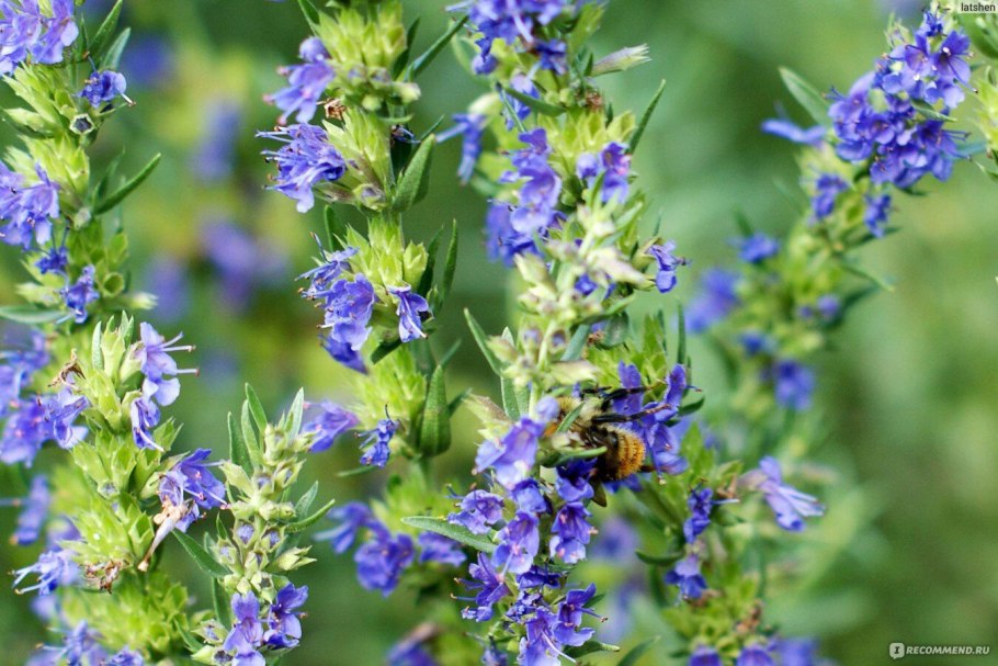 Мелисса, мята, иссоп