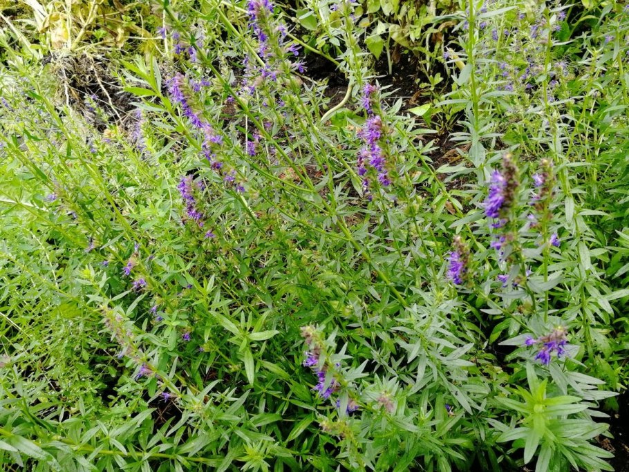 Иссоп лекарственный (Hyssopus officinalis) аметист