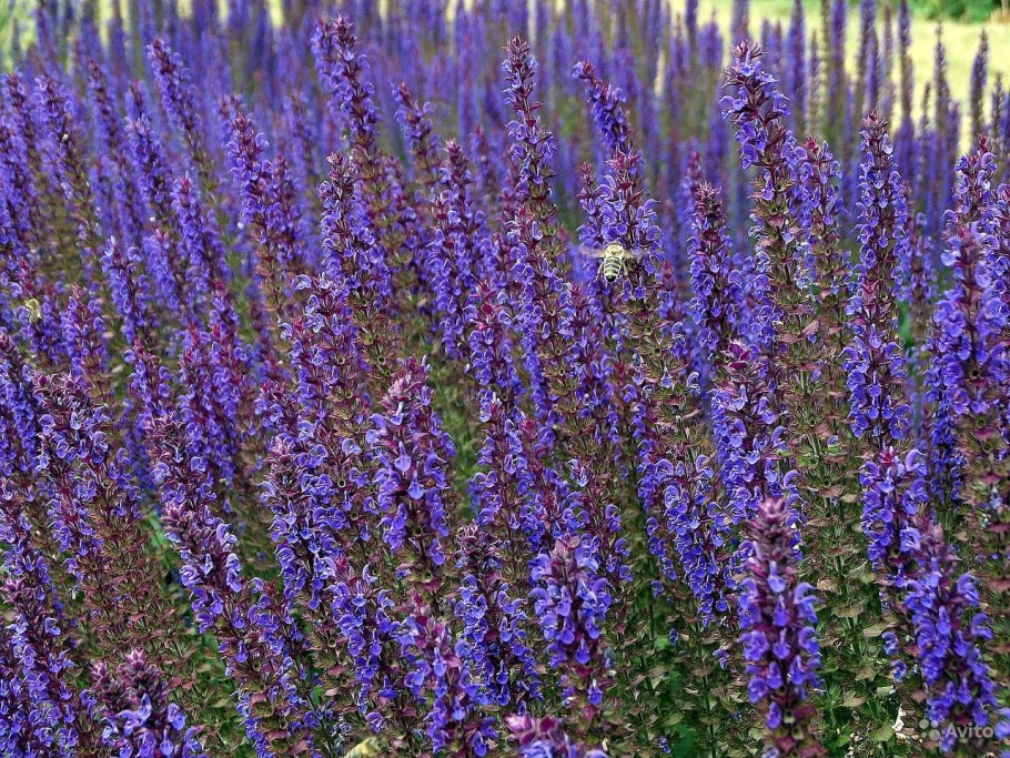 Шалфей дубравный salvia nemorosa