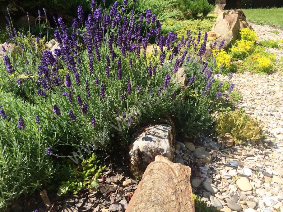 Иссоп оффициналис