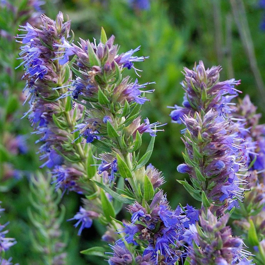 Иссоп лекарственный синий