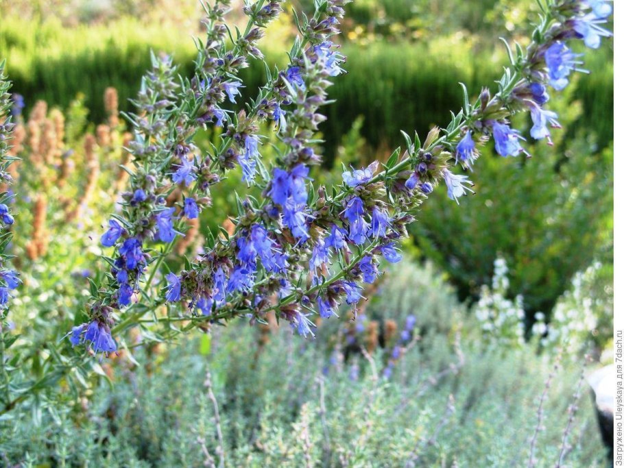 Шалфей Дубравный (Salvia nemorosa)