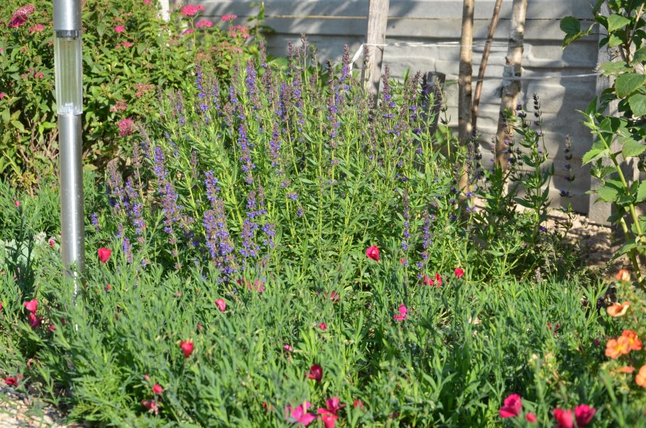 Иссоп шалфей