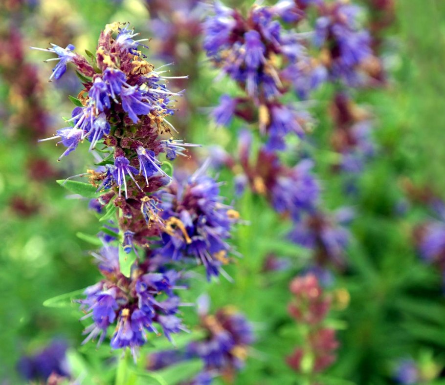 Иссоп лекарственный