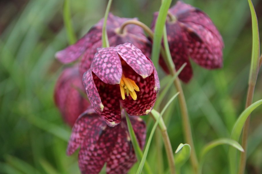 Рябчик малый — Fritillaria meleagroides