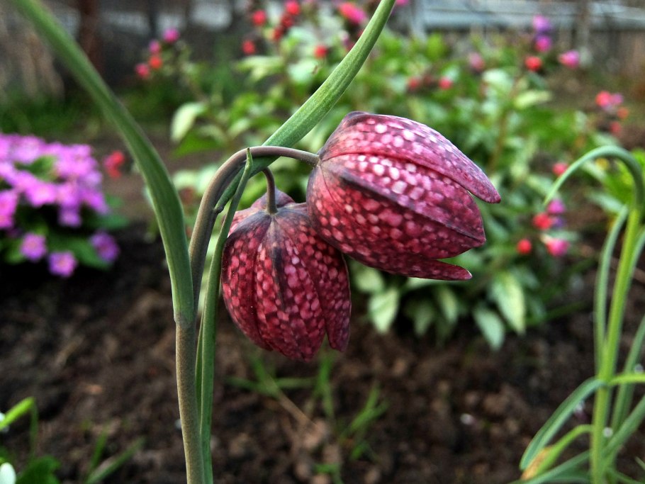 Цветок королевский рябчик