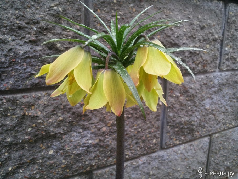 Рябчик императорский раддеана