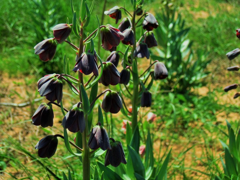 Рябчик fritillaria persica