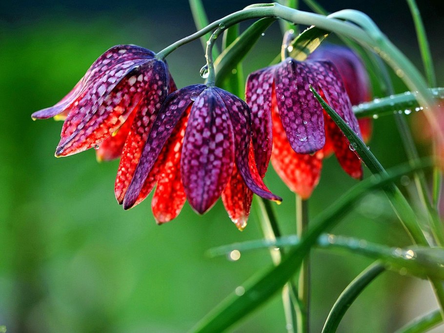 Рябчик шахматный fritillaria meleagris