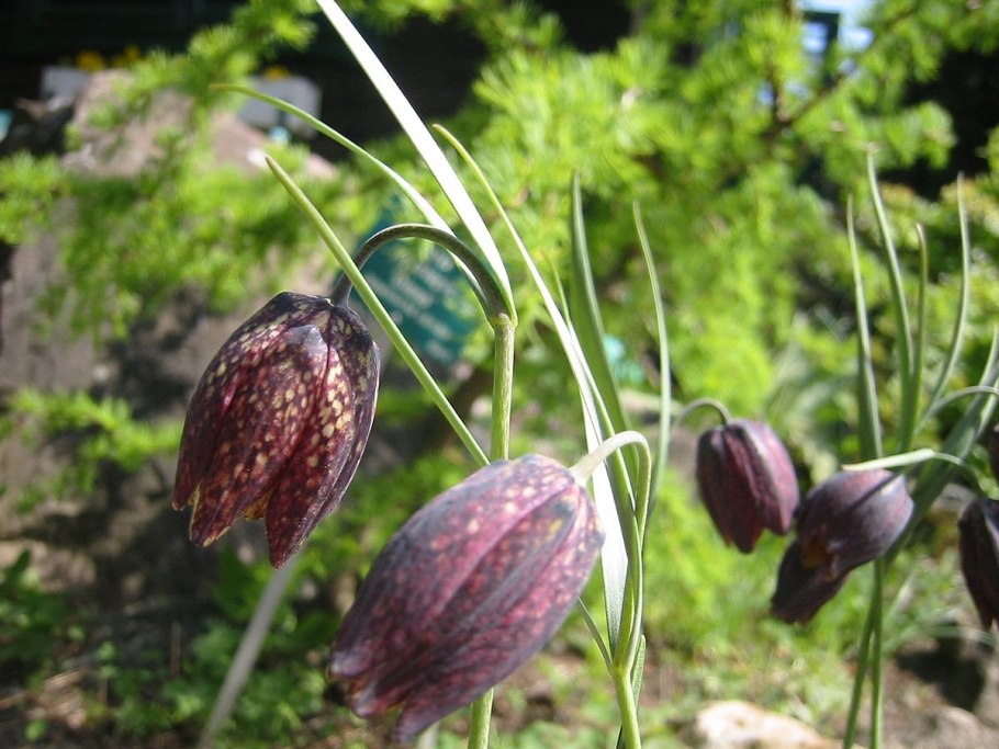Рябчик шахматовидный fritillaria meleagroides
