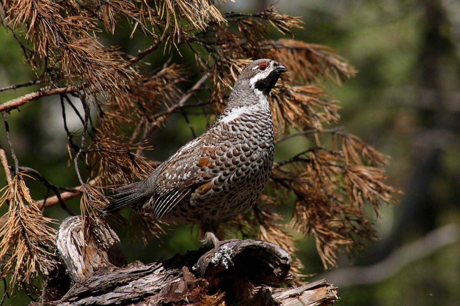 Рябчик tetrastes bonasia