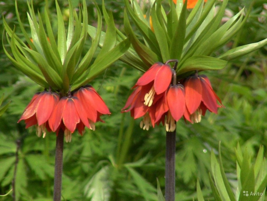 Цветок императорский рябчик