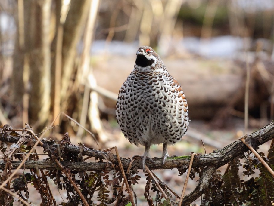 Обыкновенный рябчик