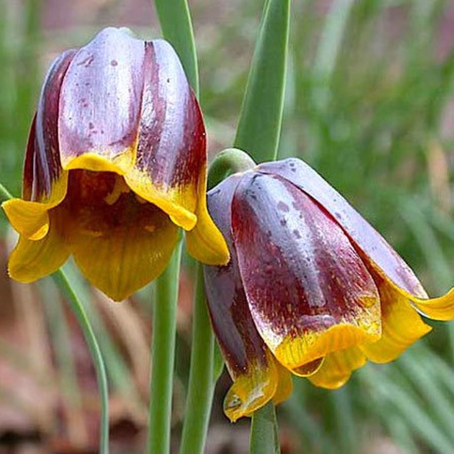 Рябчик фритиллярия