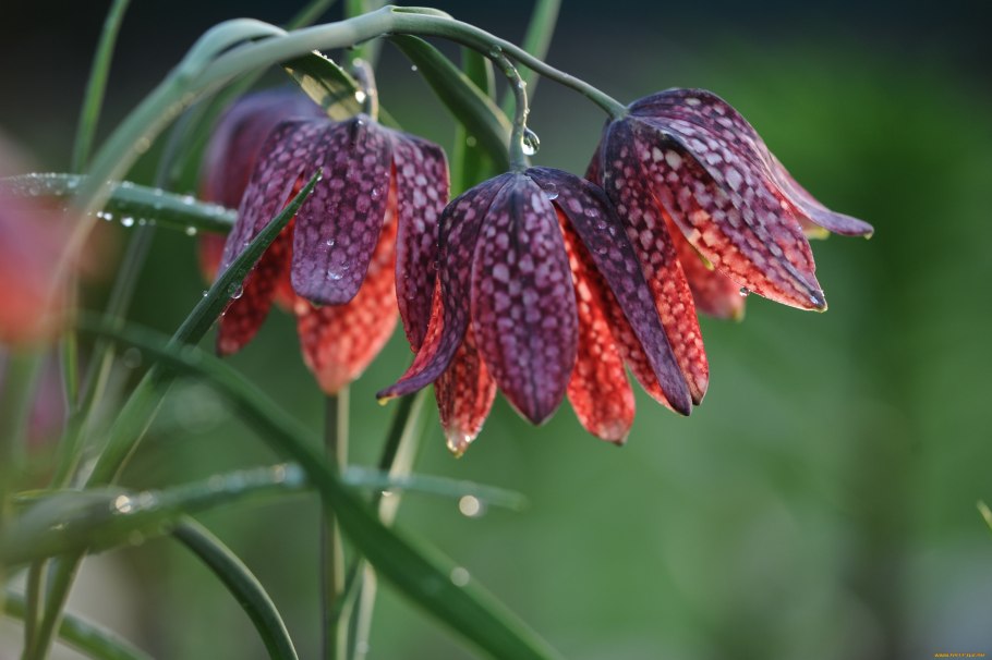 Рябчик шахматный fritillaria meleagris