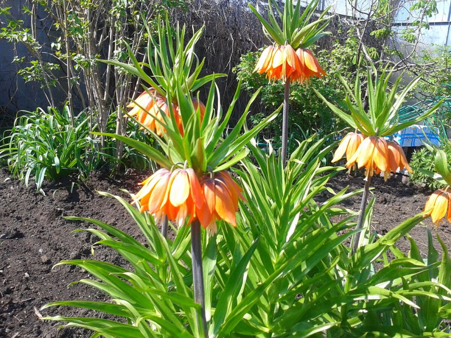 Рябчик императорский рубра