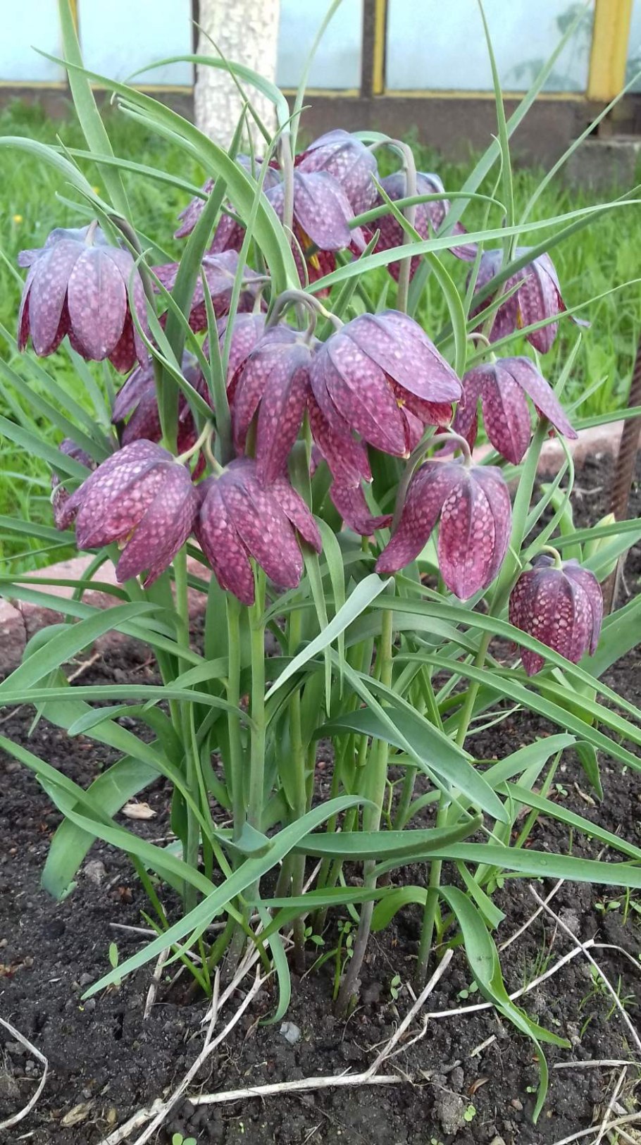 Цветок рябчик императорский