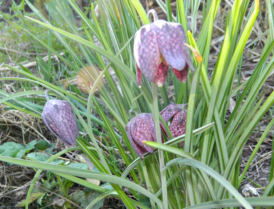 Рябчик шахматный fritillaria meleagris