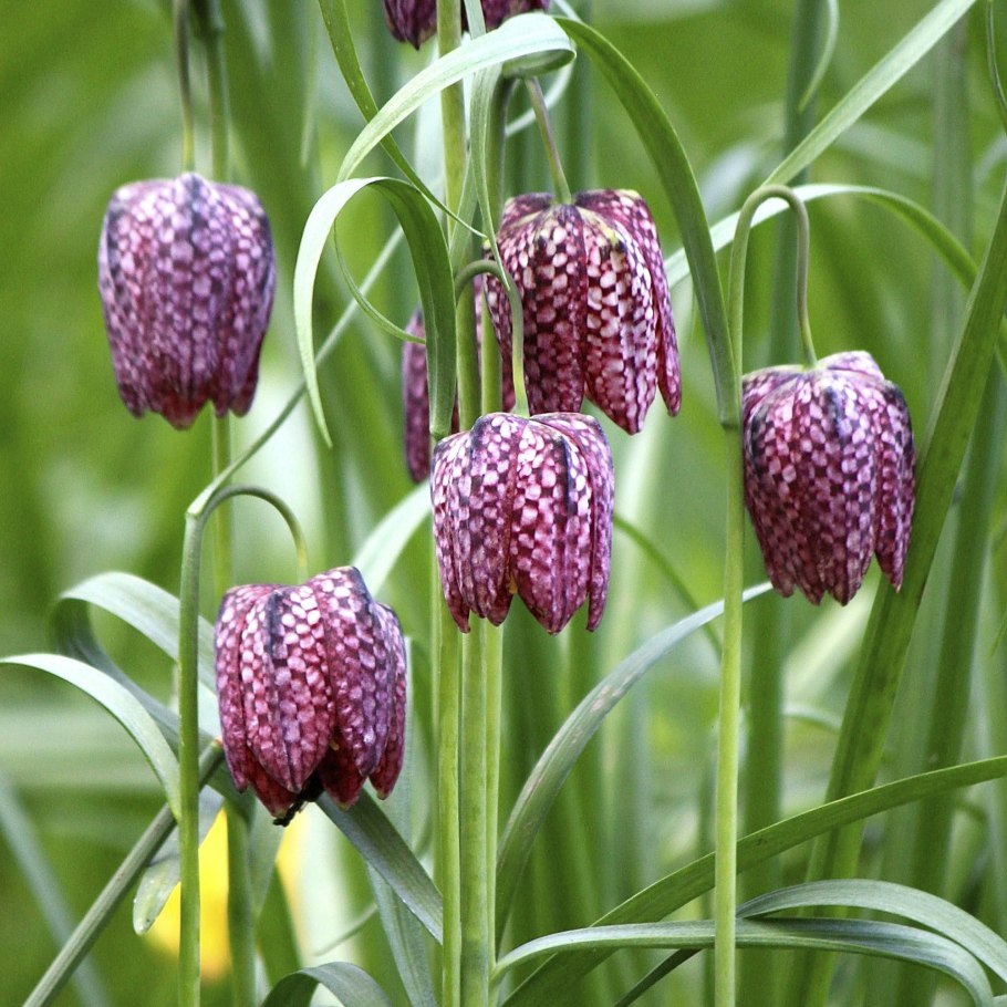 Fritillaria meleagris