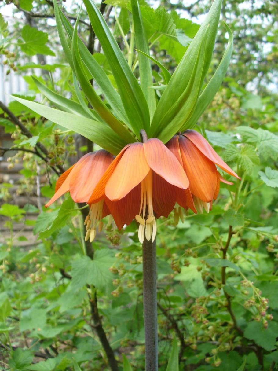 Императорский рябчик