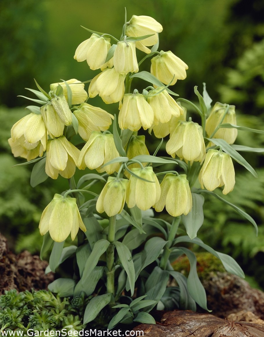 Fritillaria pallidiflora