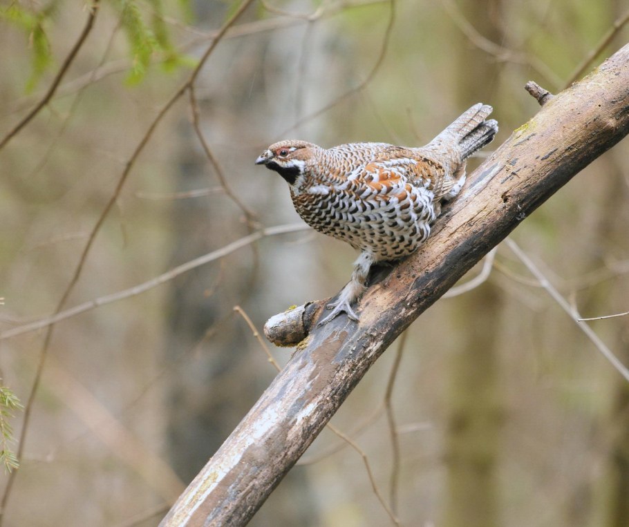 Рябчик (bonasa bonasia)