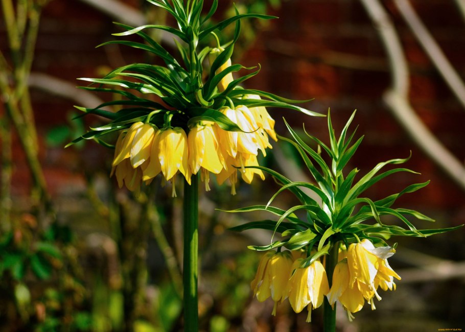 Королевский рябчик цветок