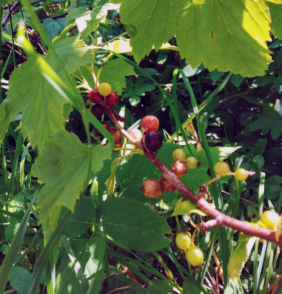 Смородина Восточная