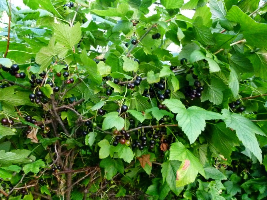 Подготовка красной смородины к зиме на Северо-западе