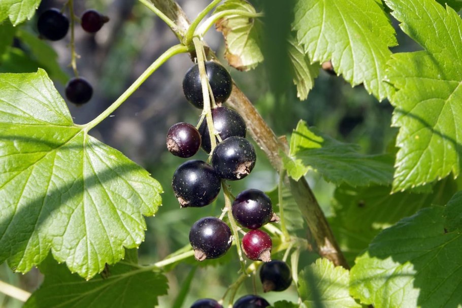 Смородина Йонкер Ван тетс (штамбовая)