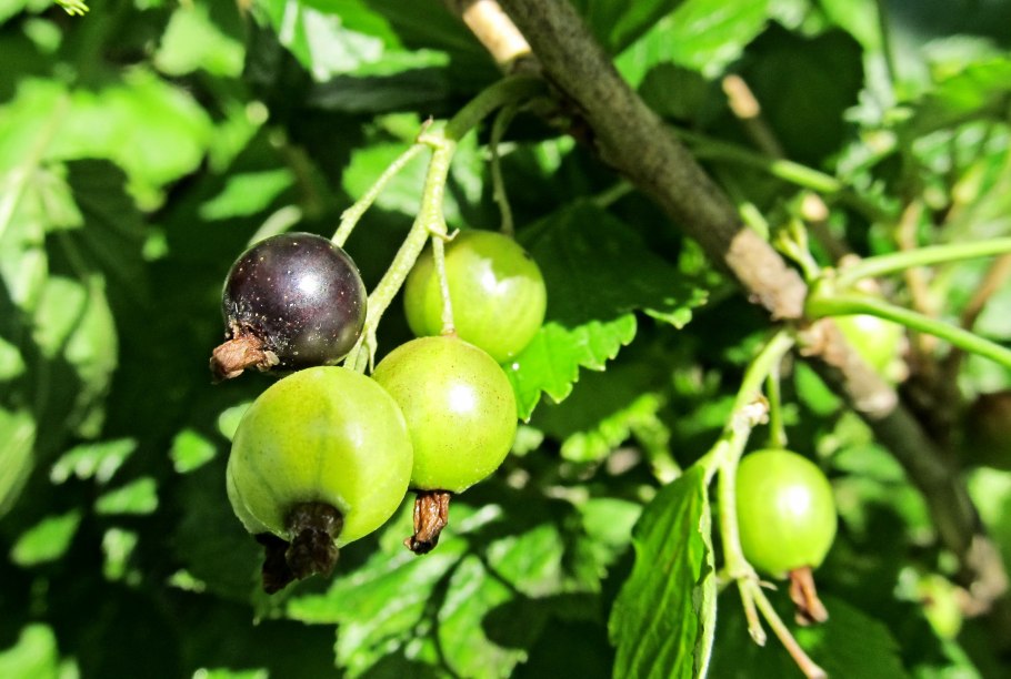 Жимолость с красной смородиной