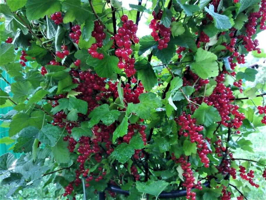 Смородина маньчжурская