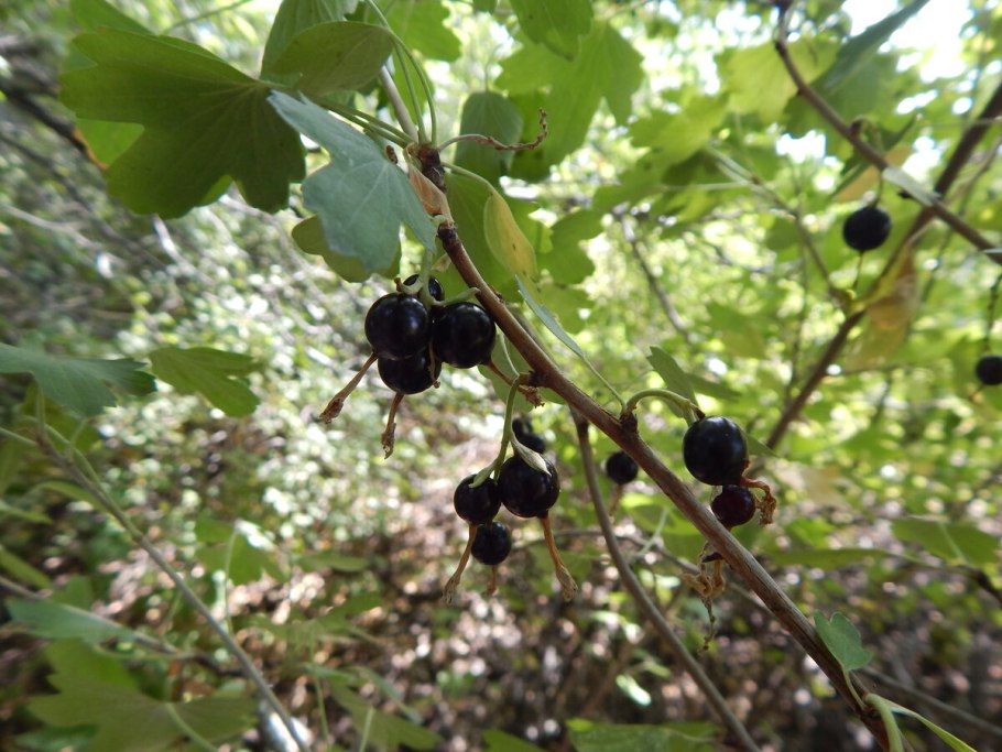 Смородина Осиповская