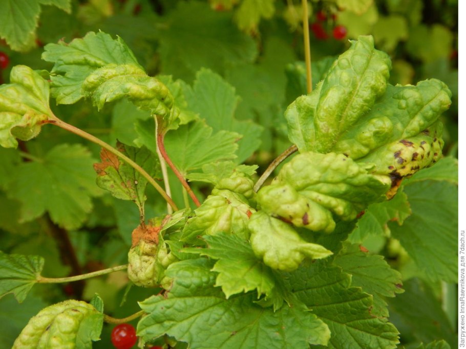Болезни красной смородины