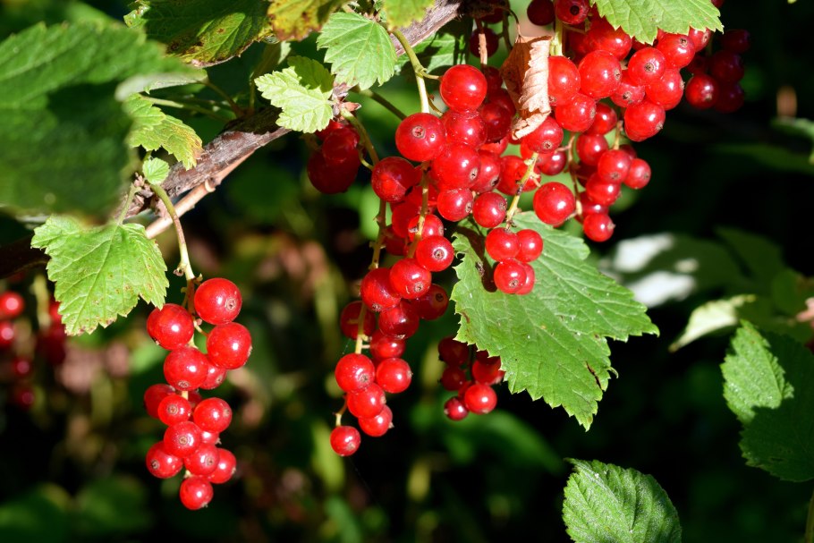 Смородина красная - ribes rubrum