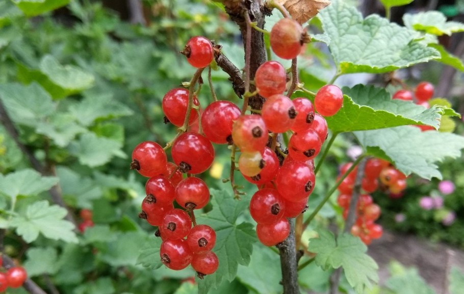 Красная смородина на даче