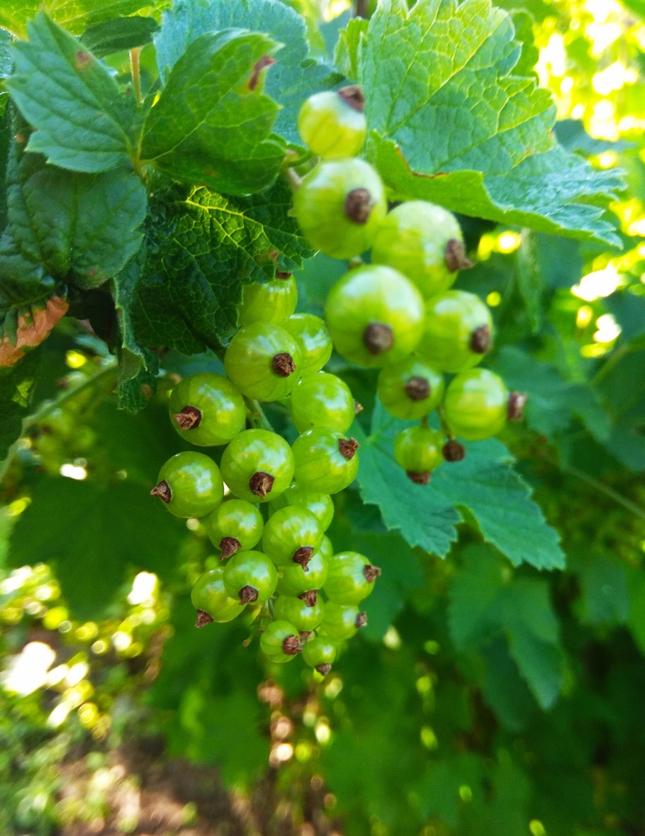 Как выглядит красная смородина