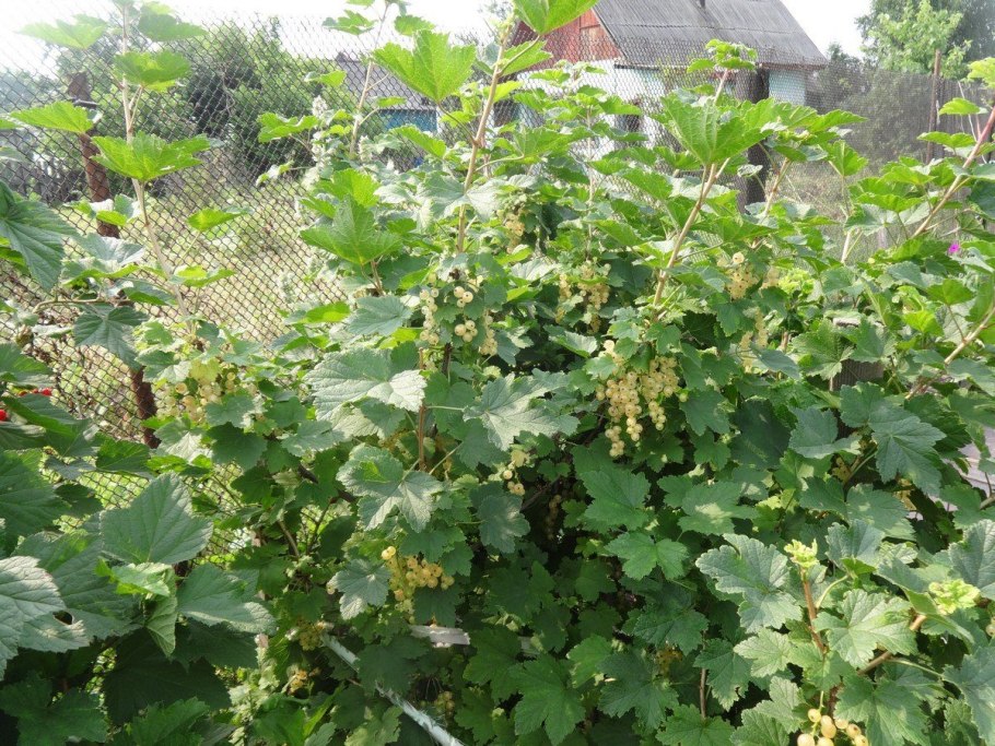 Смородина белая куст